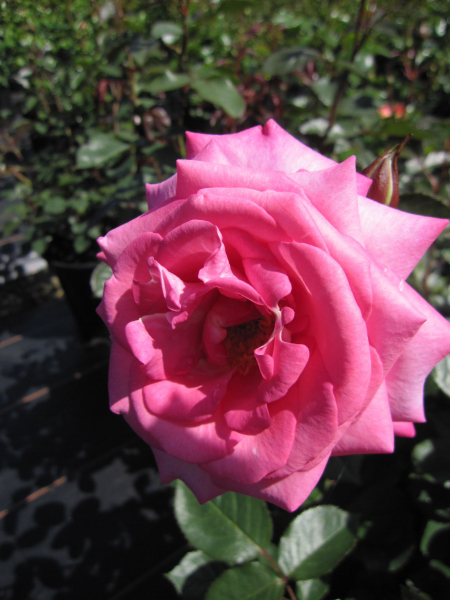 Rosa Eliza
